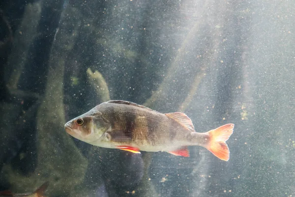 Пресноводные Рыбы Зоологическом Саду — стоковое фото
