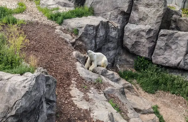Orso Polare Ursus Maritimus Nel Giardino Zoologico — Foto Stock