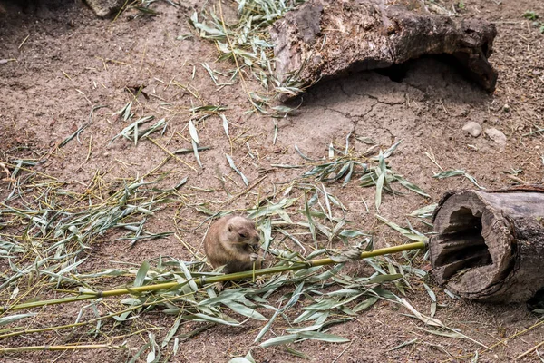 Leuke Grondeekhoorn Zoölogische Tuin — Stockfoto