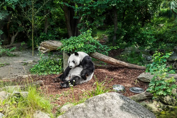 Panda Géant Ailuropoda Melanoleuca Dans Jardin Zoologique — Photo