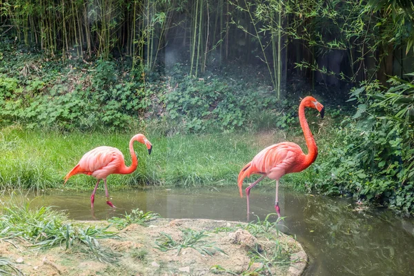 動物園で美しいピンクのフラミンゴ — ストック写真