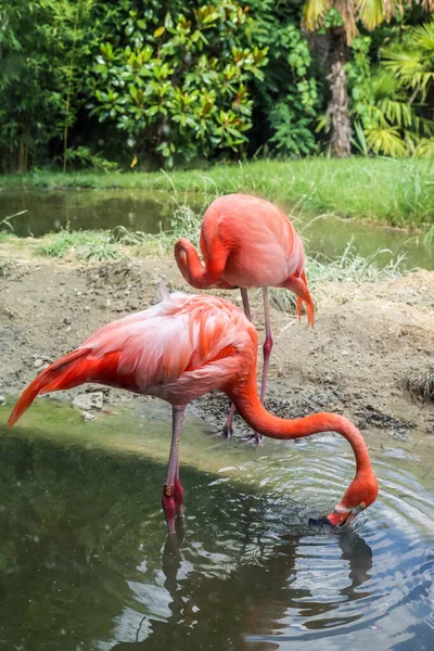 Όμορφη Ροζ Φλαμίνγκο Στον Ζωολογικό Κήπο — Φωτογραφία Αρχείου
