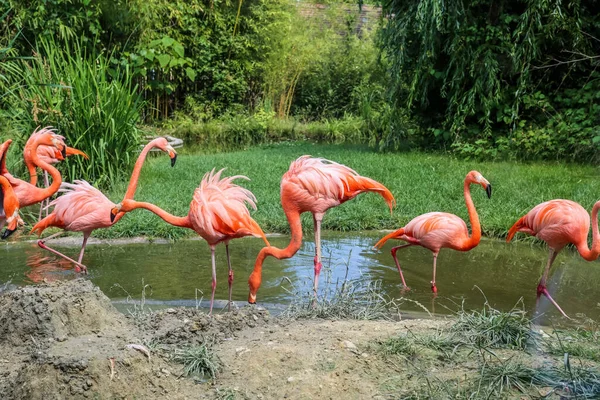 動物園で美しいピンクのフラミンゴ — ストック写真