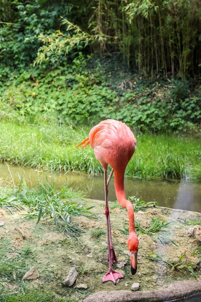 Красивый Розовый Фламинго Зоологическом Саду — стоковое фото
