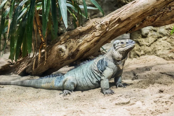 Exotischer Leguan Zoologischen Garten — Stockfoto