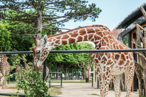 Beautiful Giraffe Zoological Garden — Stock Photo, Image