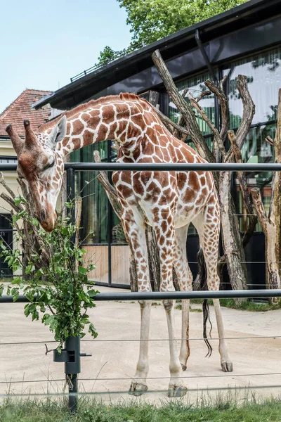 stock image Beautiful giraffe in zoological garden