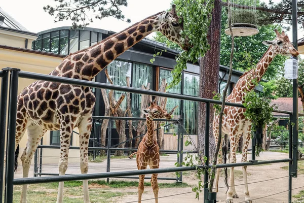 Beautiful Giraffes Zoological Garden — Stock Photo, Image