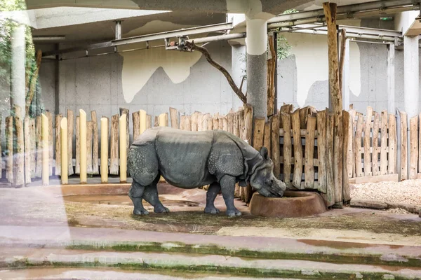 Индийский Носорог Rhinoceros Unicornis Зоологическом Саду — стоковое фото
