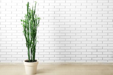 Beyaz tuğla duvarın yanında büyük bir kaktüs