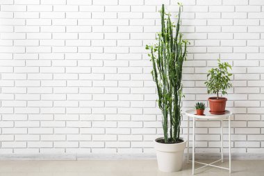 Beyaz tuğla duvarın yanında ev bitkileri ve büyük kaktüsler olan bir masa.
