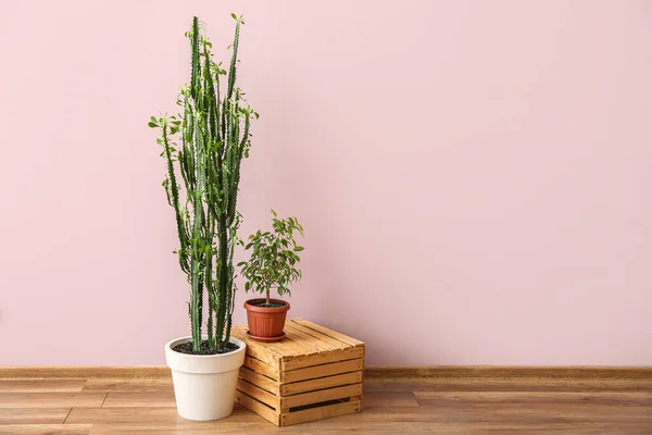 Ficus Benjamina Wooden Box Big Cactus Pink Wall — Stock Photo, Image