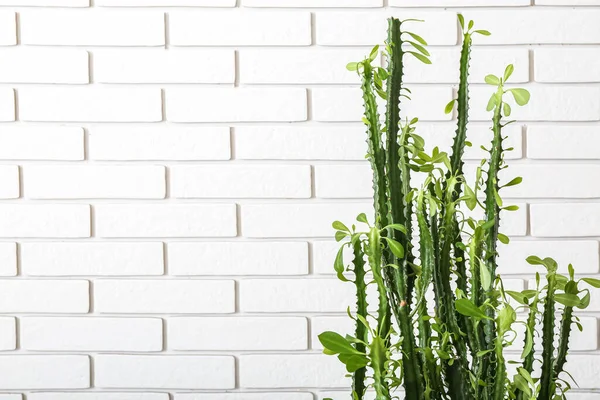 Big Kaktus Dekat Dinding Bata Putih Close Seup — Stok Foto