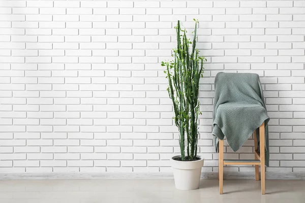 白いレンガの壁の近くに再生される大きなサボテンと椅子 — ストック写真