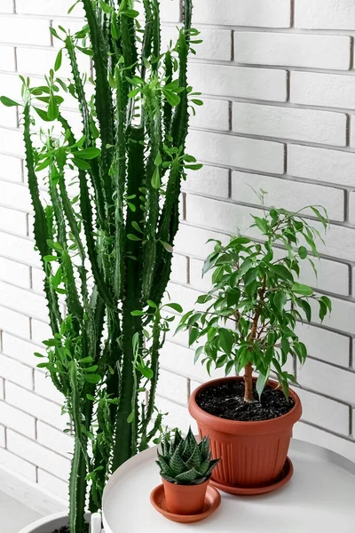 Stół Roślinami Domowymi Dużym Kaktusem Pobliżu Ściany Białej Cegły — Zdjęcie stockowe