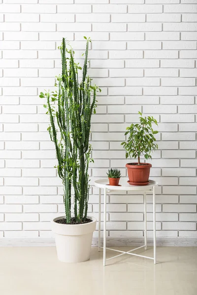 Meja Dengan Tanaman Rumah Dan Kaktus Besar Dekat Dinding Bata — Stok Foto