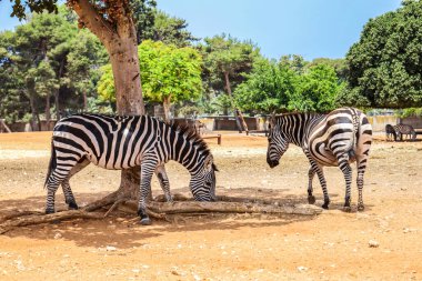 Safari parkında güzel zebralar