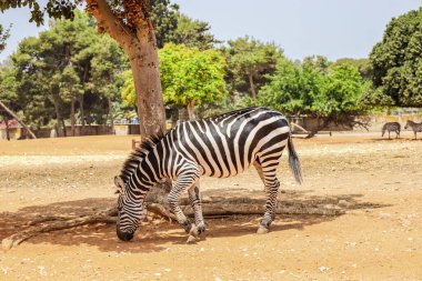 Safari parkında güzel zebra