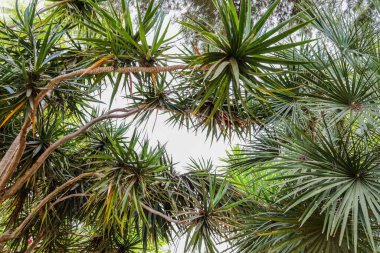 Botanik bahçesindeki güzel yeşil bitkilerin manzarası