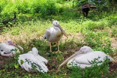 Hayvanat bahçesinde güzel pelikanlar