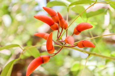 Botanik bahçesindeki egzotik tropik bitki, yakın plan.