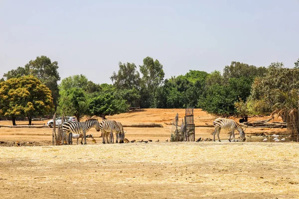 Many Zebras Safari Park — Stock Photo, Image