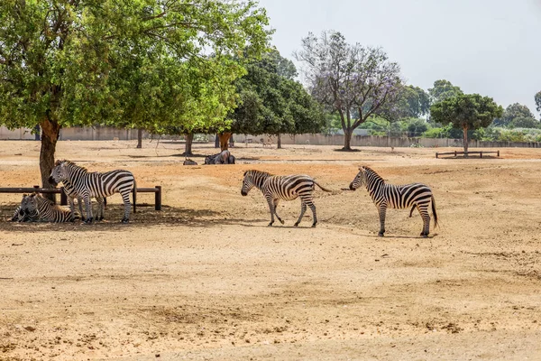Belos Zebras Parque Safári — Fotografia de Stock