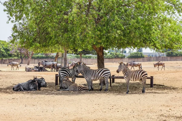 Zebras Gnus Parque Safari — Fotografia de Stock