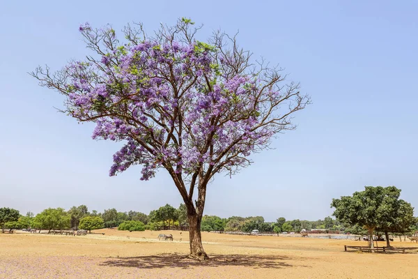 Beautiful Blooming Tree Safari Park — Stock Photo, Image