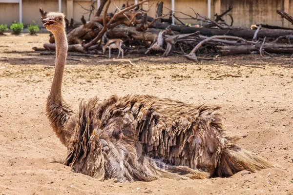 African Ostrich Safari Park — Stock Photo, Image