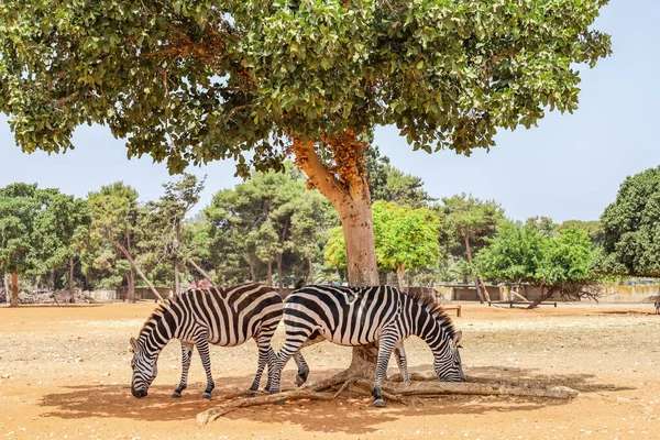 Belos Zebras Parque Safári — Fotografia de Stock