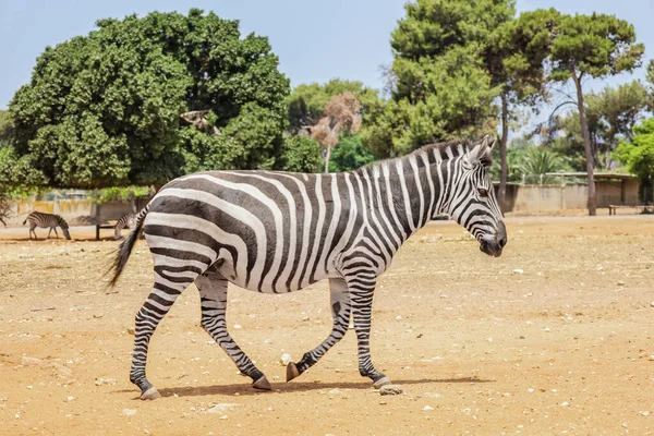 Bela Zebra Parque Safári — Fotografia de Stock