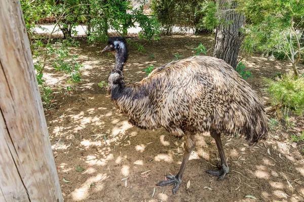 Emu Ostrich Zoological Garden — Stock Photo, Image
