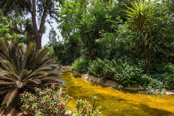 Beautiful Green Botanical Garden Pond — Stock Photo, Image