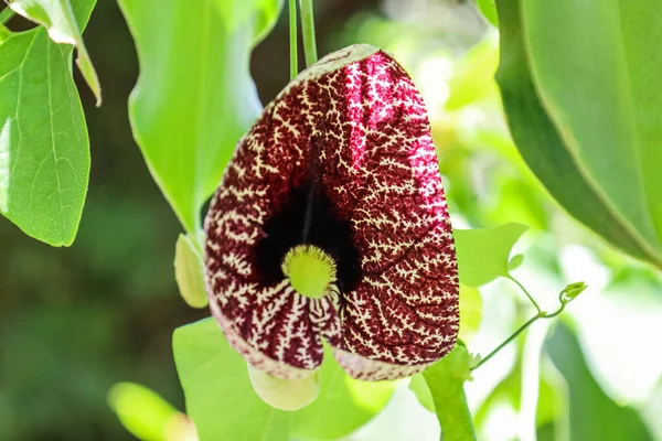 Flower Beautiful Blooming Tropical Plant Botanical Garden — Stock Photo, Image