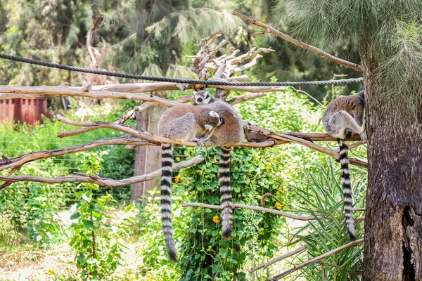 Stock image Cute funny ring-tailed lemurs (Lemur catta) in zoological garden