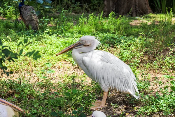 Beautiful Pelican Zoological Garden — Stock Photo, Image
