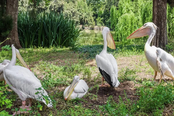 Красивые Пеликаны Зоопарке — стоковое фото