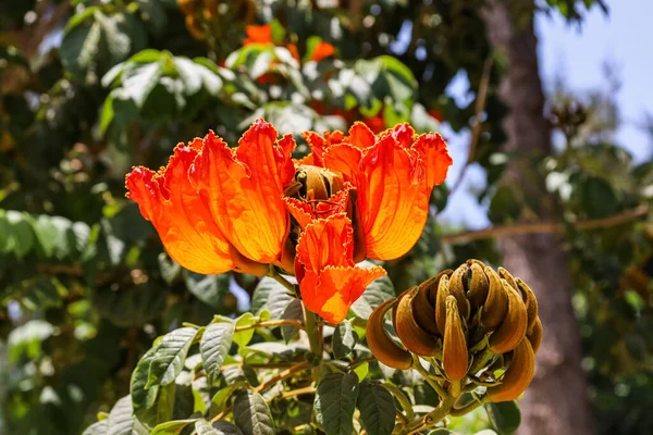 Virágok Gyönyörű Virágzó Trópusi Növény Botanikus Kertben — Stock Fotó