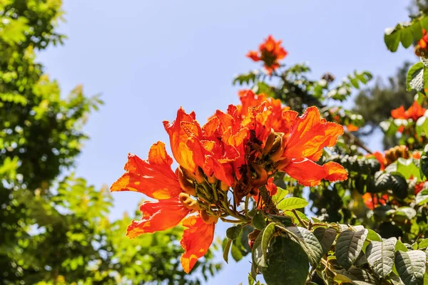 植物園の美しい開花熱帯植物の花 — ストック写真