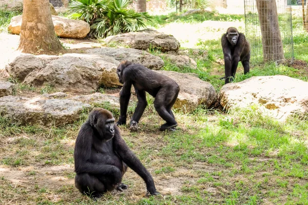 Stock image Funny gorillas in zoological garden