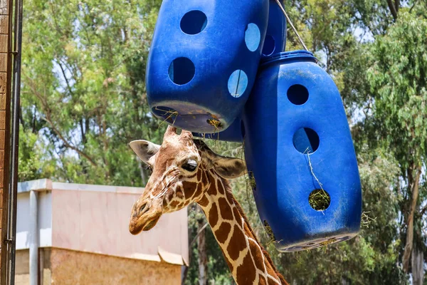 Cute Giraffe Feeder Zoological Garden — Stock Photo, Image