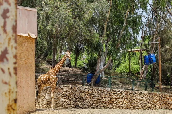 Cute Giraffe Zoological Garden — Stock Photo, Image