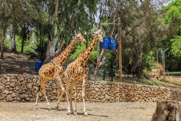 Cute Giraffes Zoological Garden — Stock Photo, Image