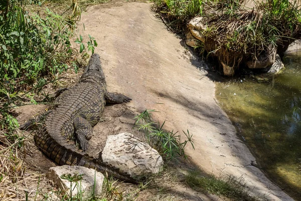 stock image Big alligator near pond in zoological garden