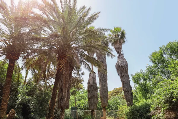 Blick Auf Den Schönen Grünen Botanischen Garten Mit Palmen — Stockfoto