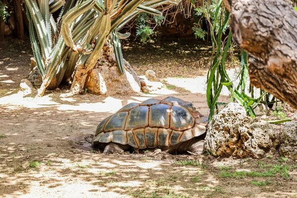 Big Tortoise Zoological Garden — Stock Photo, Image