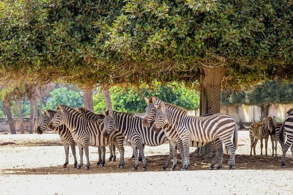 Muitas Zebras Abaixo Árvore Jardim Zoológico — Fotografia de Stock