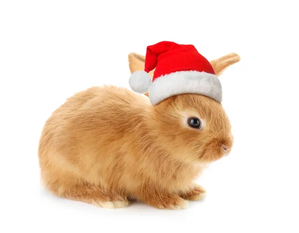 Cute Fluffy Bunny Santa Hat Isolated White — Stock Photo, Image