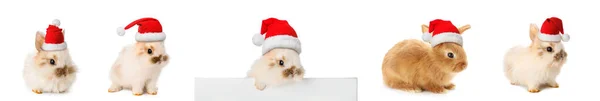 Cute Fluffy Bunnies Santa Hats Isolated White — Stock Photo, Image